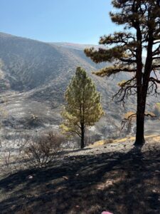 Photo of burned forest